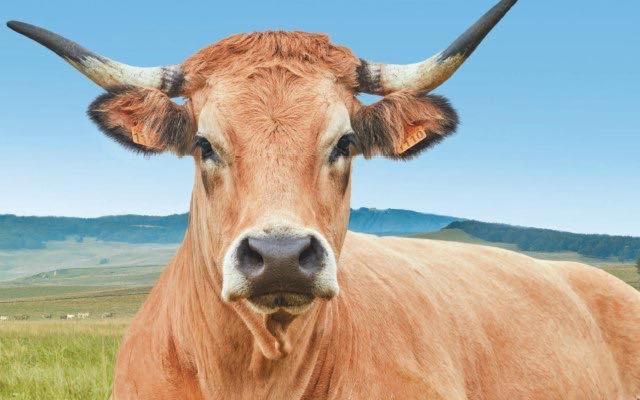 Gite Du Forail Laguiole Ngoại thất bức ảnh